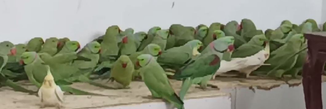 نجات صد‌ها پرنده کمیاب زینتی از چنگال قاچاقچیان در سیستان و بلوچستان