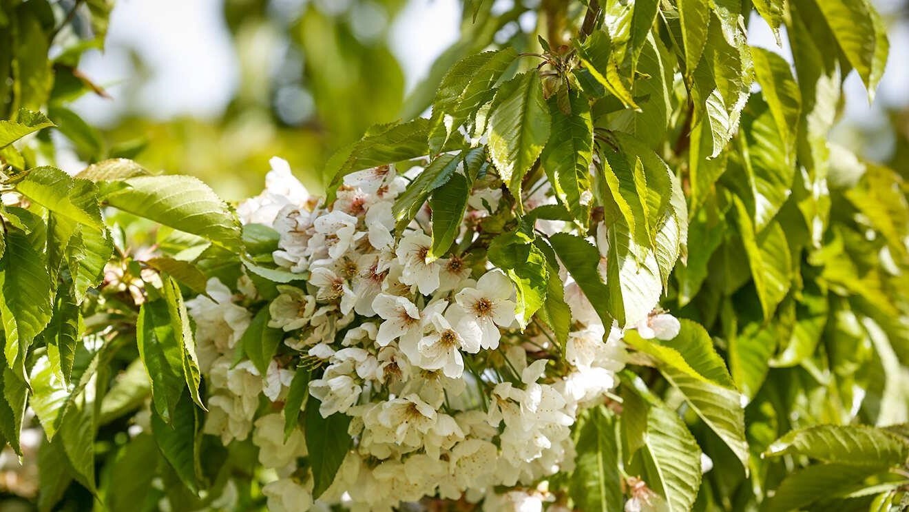 برگزاری جشنواره «گیلاس کن»