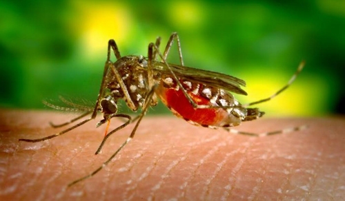 خوزستان عاری از بیماری مالاریا