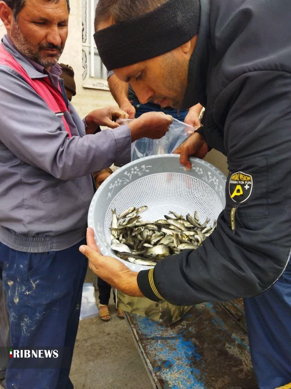 رهاسازی ۷ هزار قطعه ماهی گرمابی در مزارع شیروان