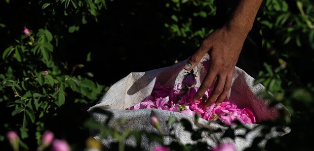 پیش‌بینی برداشت بیش از ۲۰۰۰ تن گل محمدی در خراسان رضوی
