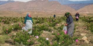 آغاز برداشت گل محمدی در شهرستان سربیشه