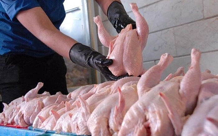 افزایش۱۷ درصدی تولید گوشت مرغ در ابهر