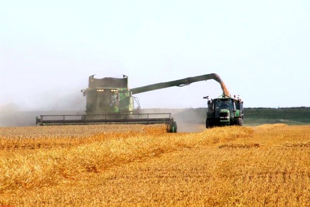 برآورد برداشت ۸۰۰ هزارتن گندم در استان همدان