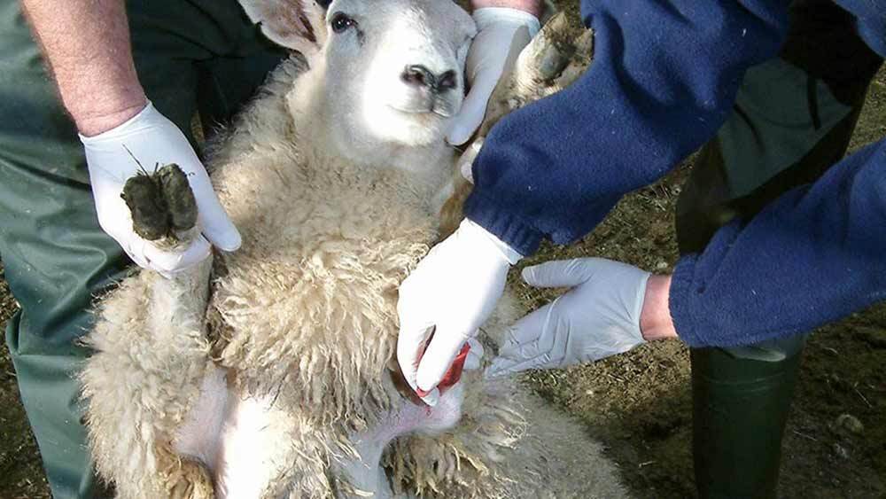 واکسیناسیون ۸۰۰ هزار رأس گوسفند در رزن