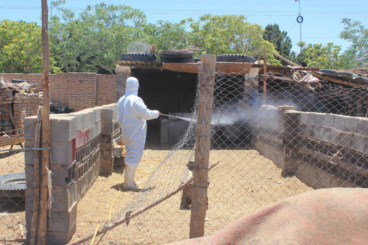 سم پاشی ۳۶۲ هزار متر مربع جایگاه دام برای پیشگیری از بیماری تب کریمه کنگو