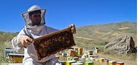 مشهد رکورددار تولید عسل در خراسان رضوی