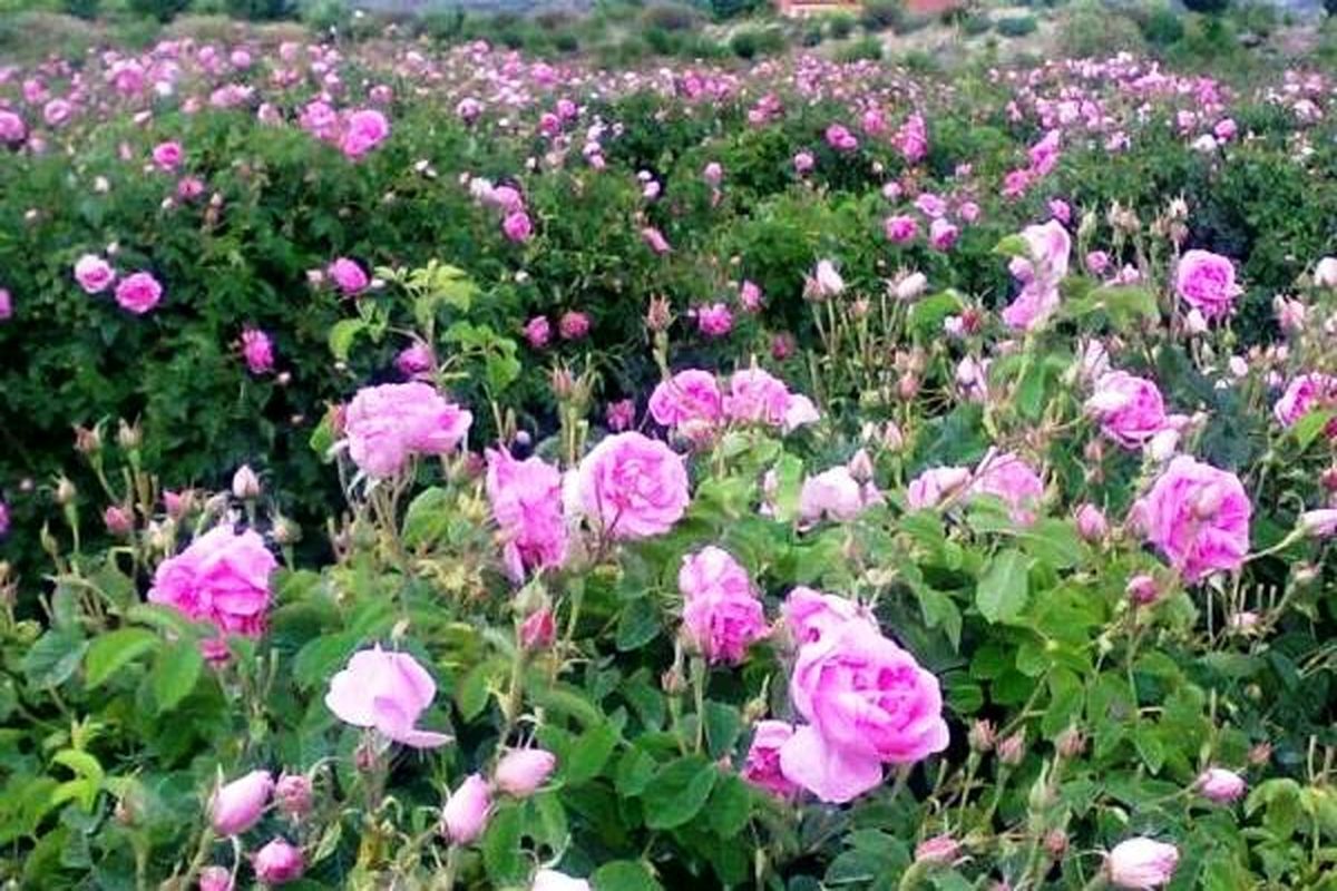 پیش بینی تولید ۳۸ تن برگ گل محمدی در نوشهر