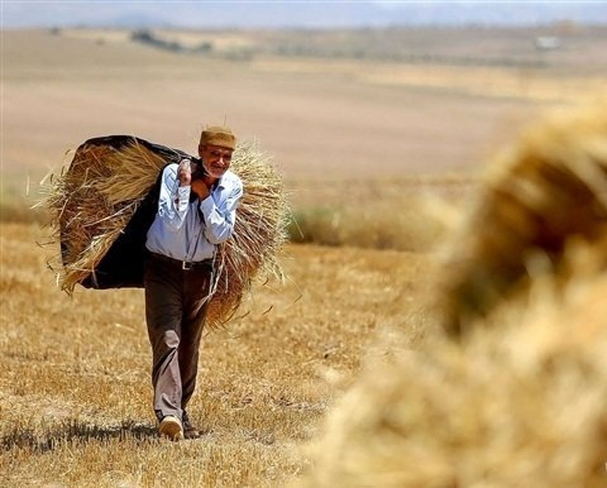 خرید گندم در خراسان رضوی، عبور از مرز ۴۵۰۰ تن