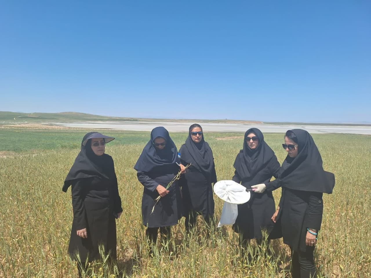 مبارزه با عوامل خسارتزا در ۴۲۲ هزار هکتار از مزارع غلات آذربایجان‌غربی انجام شد
