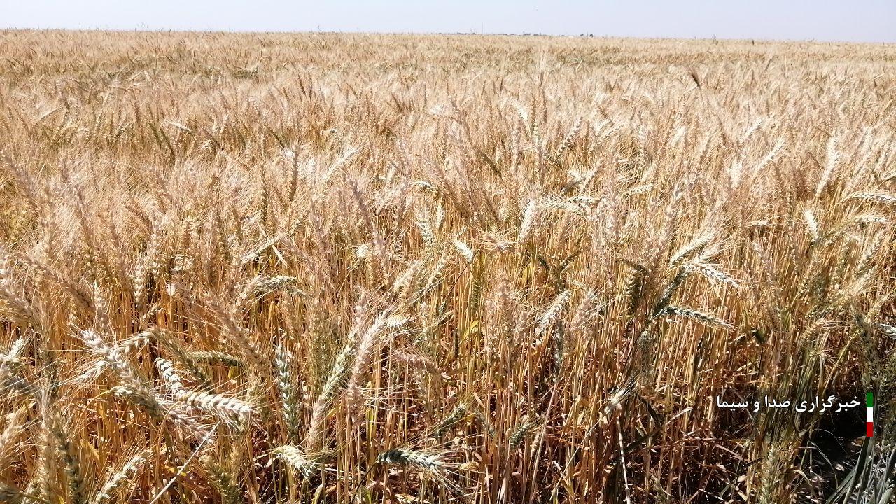 کشاورزان بوشهری ۴۳ هزار تن گندم تحویل مراکز خرید دادند