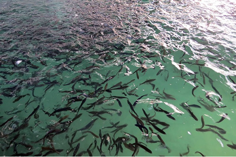 رهاسازی ۷۵۰ هزار قطعه بچه ماهی در هورالعظیم
