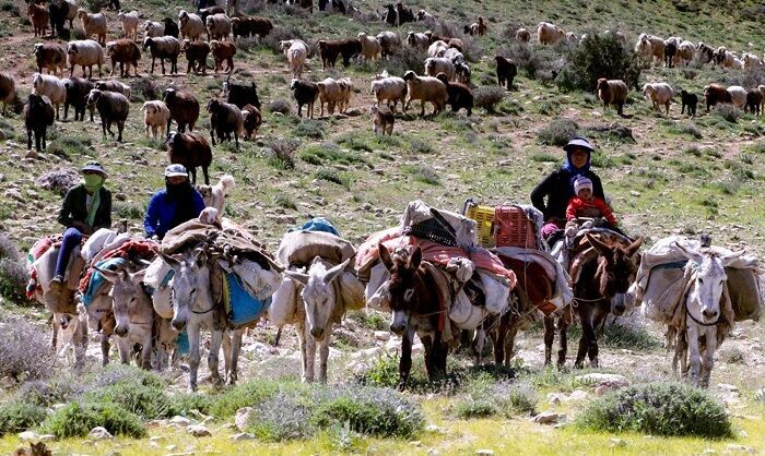 فقر مراتع، مهم‌ترین چالش عشایر چهارمحال و بختیاری