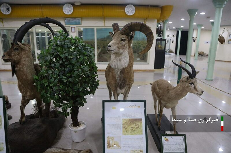 بازدید از موزه تاریخ طبیعی اردبیل رایگان است