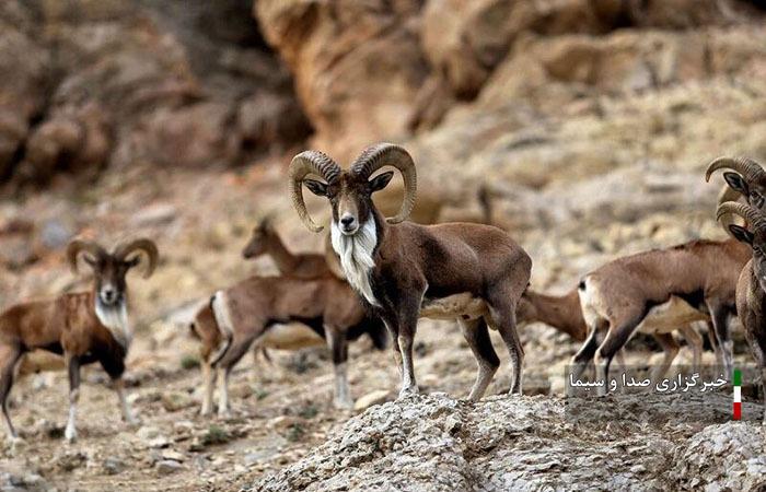 وجود ۳۰ درصد تنوع زیستی حیات وحش کشور در لرستان