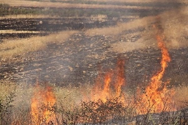 معرفی عاملان آتش سوزی‌های عامدانه مزارع کشاورزی به مراجع قضائی