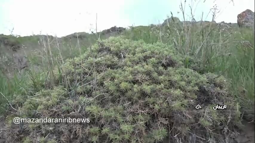 برداشت گیاهان دارویی در ارتفاعات لاریجان مازندران