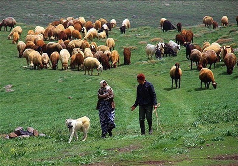 عرضه دام عشایری به بازار همدان