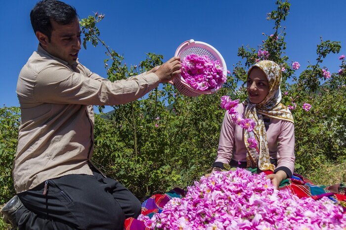 بوی گل و گلاب محمدی از وامنان آزادشهر در گلستان می‌پیچد