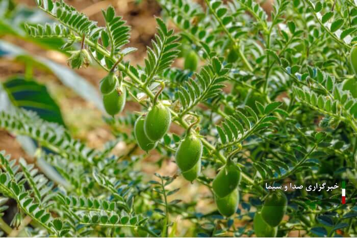 مبارزه بیولوژیک در ۲ هزار هکتار از اراضی نخود لرستان انجام شد