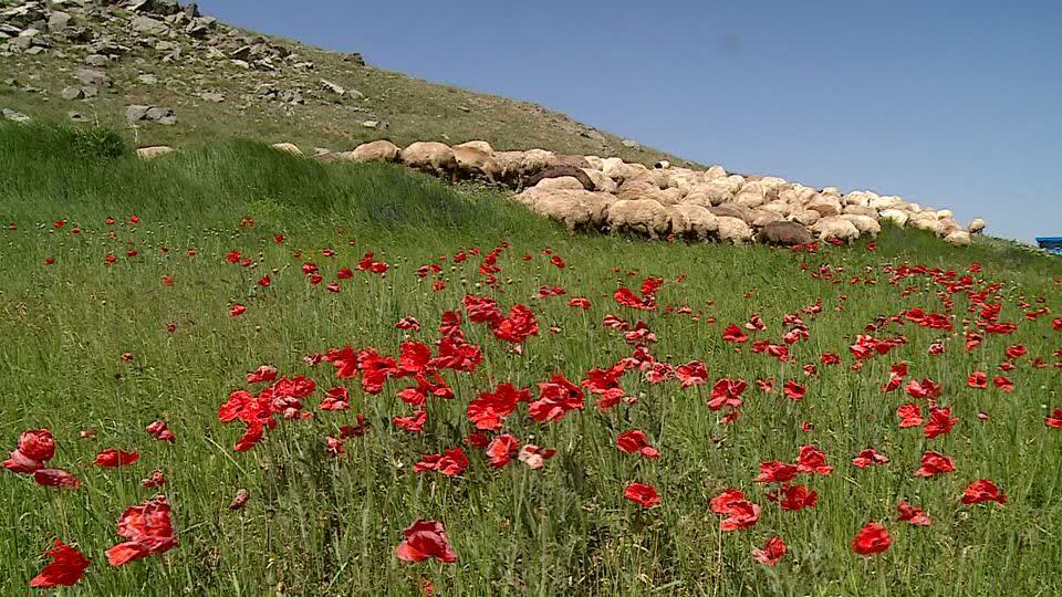 آغاز کوچ عشایر سه استان شمالغرب به مراتع آذربایجان شرقی