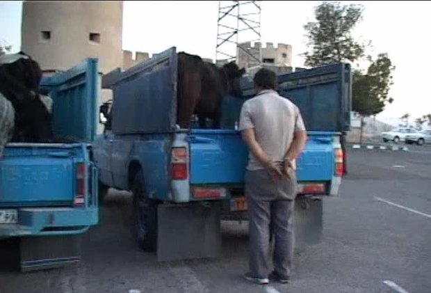 دستگیری اعضای باند سارقان مسلح احشام