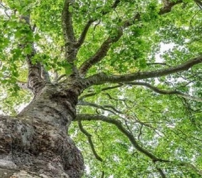 ثبت درخت چنار کهن سال هرسین موسوم به دارمنگوله در فهرست میراث طبیعی ملی