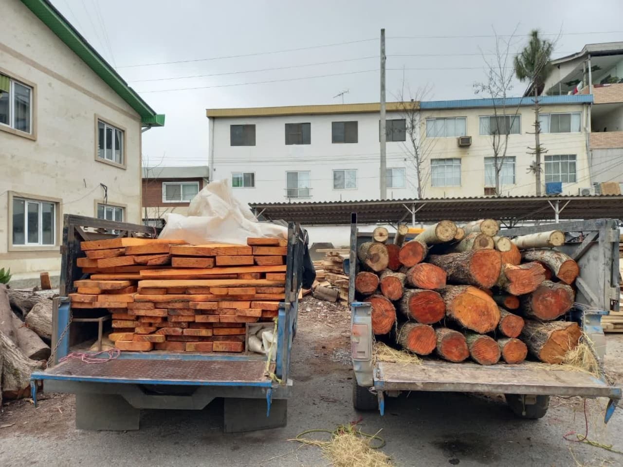 کشف ۳ تن چوب جنگلی قاچاق در محمودآباد