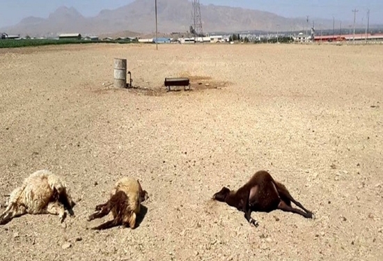 معدوم سازی لاشه گوسفندان در چرام به علت مسمومیت