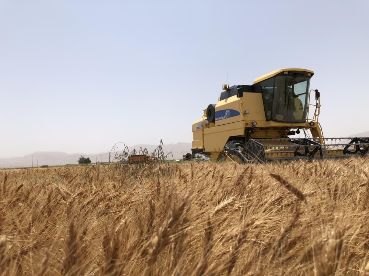 خریداری حدود ۵ هزار تن گندم از کشاورزان خراسان جنوبی