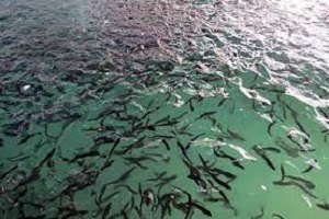 رهاسازی یک میلیون قطعه بچه ماهی در تالاب محلی عطیش در کارون