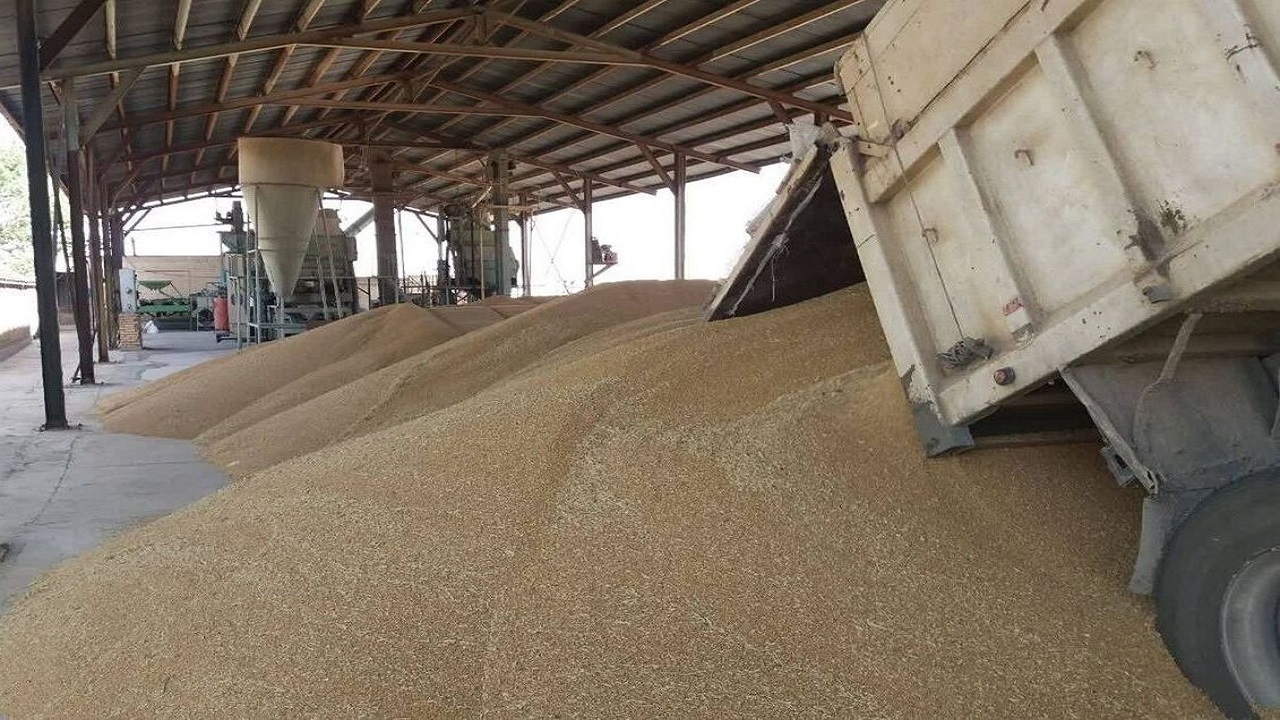 خرید۱۸ هزار تن گندم مازاد بر نیاز کشاورزان تایباد