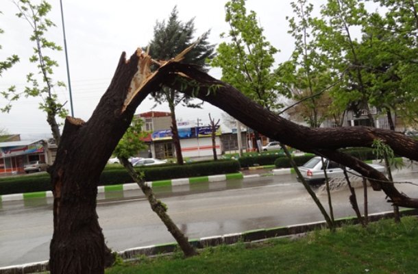 طوفان ۱۳ اصله درخت را شکست