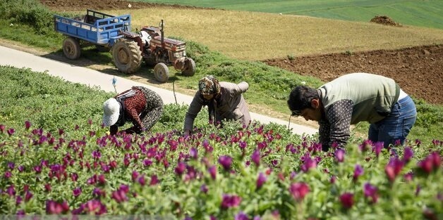 تبدیل شدن داورزن به قطب تولید خراسان رضوی