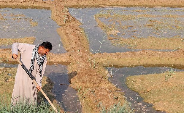 ممنوعیت کشت تجاری برنج در ماهشهر
