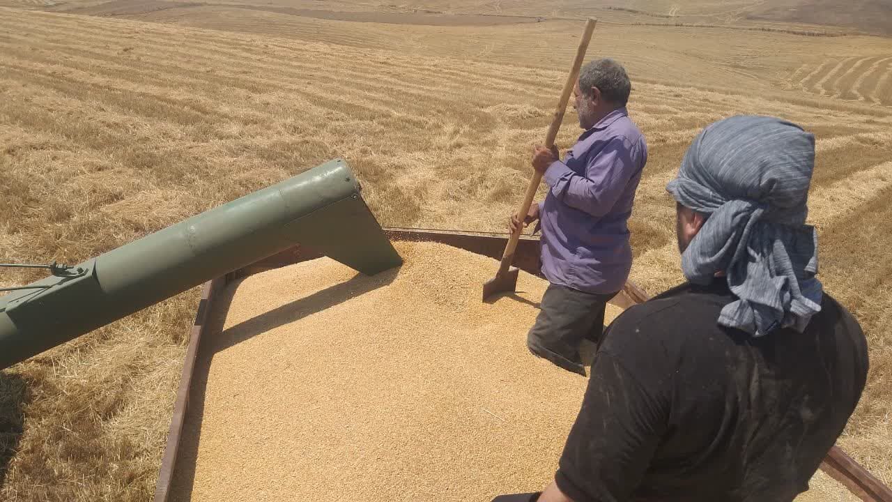 خرید بیش از ۴۸ هزار تن گندم در بیله سوار