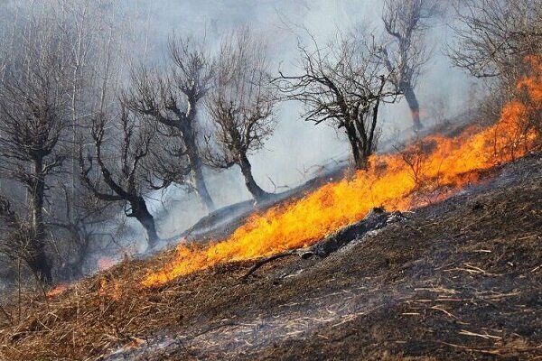 جنگل های بوزین و مرخیل  پاوه در آتش می سوزد