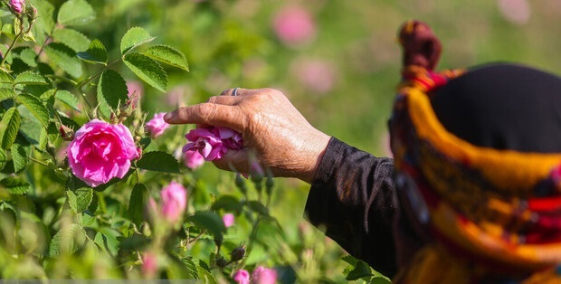 ضرورت توسعه کشت گل محمدی در تربت‌حیدریه