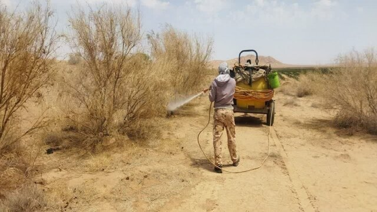 اجرای عملیات مبارزه با آفت ملخ از اراضی بیابانی و مرتعی در بجستان