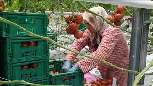 رشدصادرات محصولات گلخانه ای جنوب کرمان