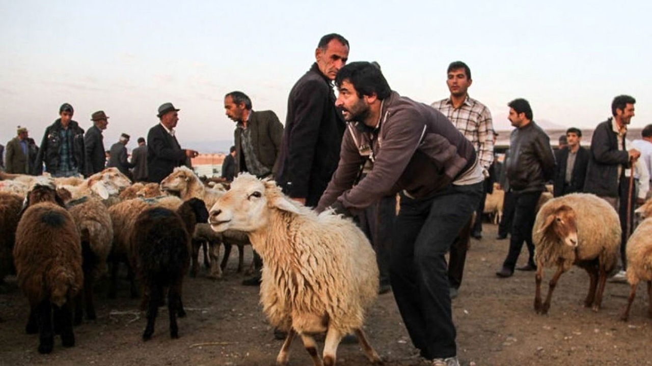 ذبح ۳۱۲ راس دام در روز عید قربان در تایباد