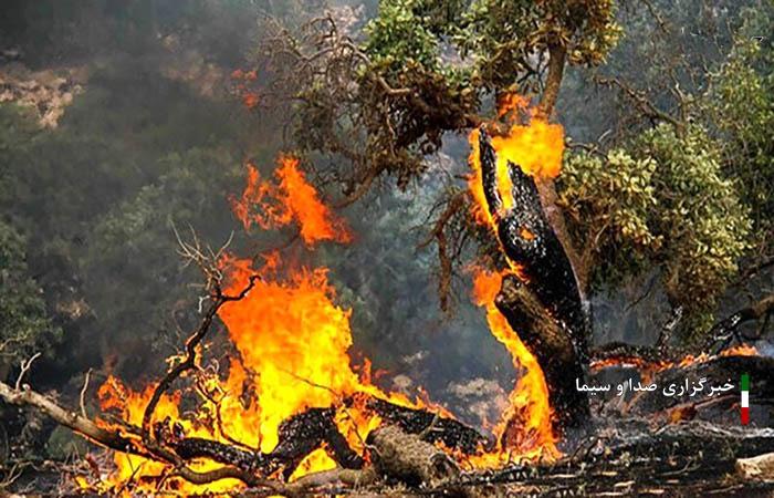 شناسایی ۴ نفر از عوامل آتش سوزی در جنگل‌های لرستان