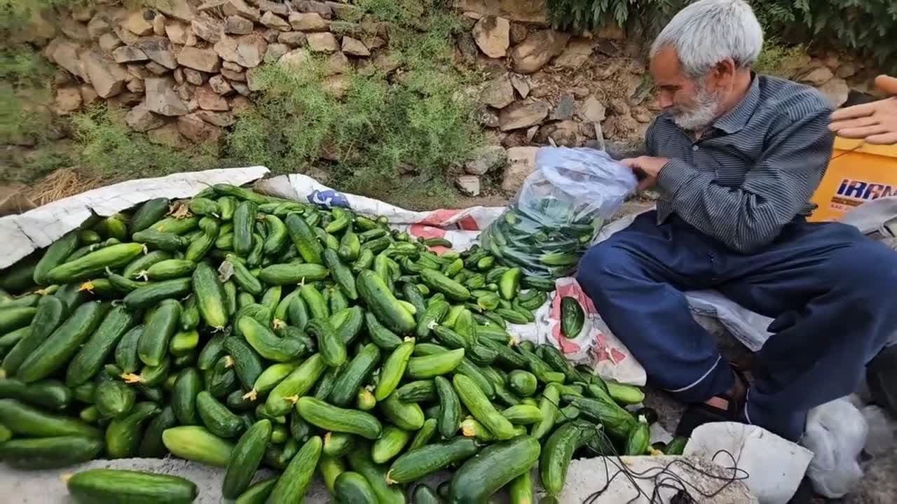 آغاز برداشت خیار سبز بهاره در دهستان کذاب