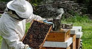 هشدارشبکه دامپزشکی مشهدبه کندوداران برای پیشگیری ازمسمومیت زنبوران