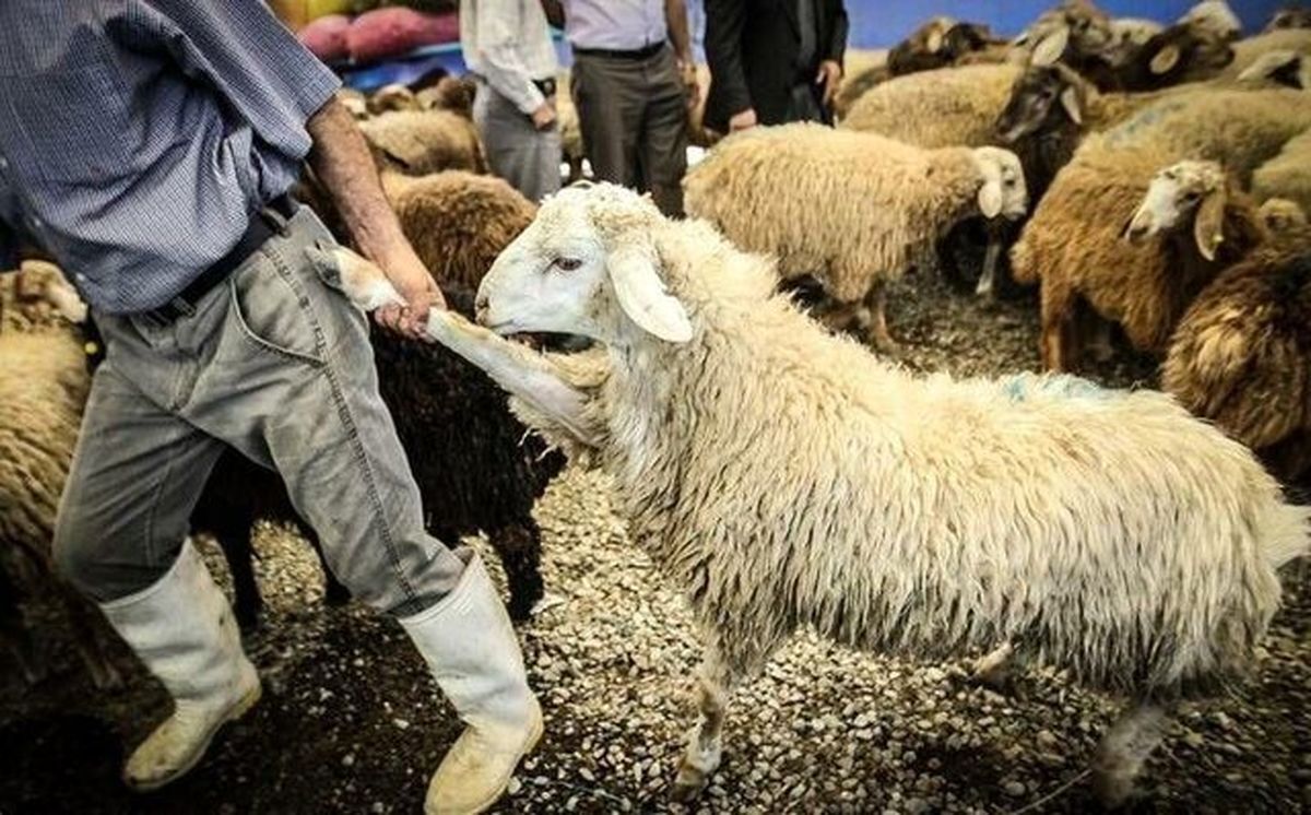 دستگیری سارقان احشام در شادگان