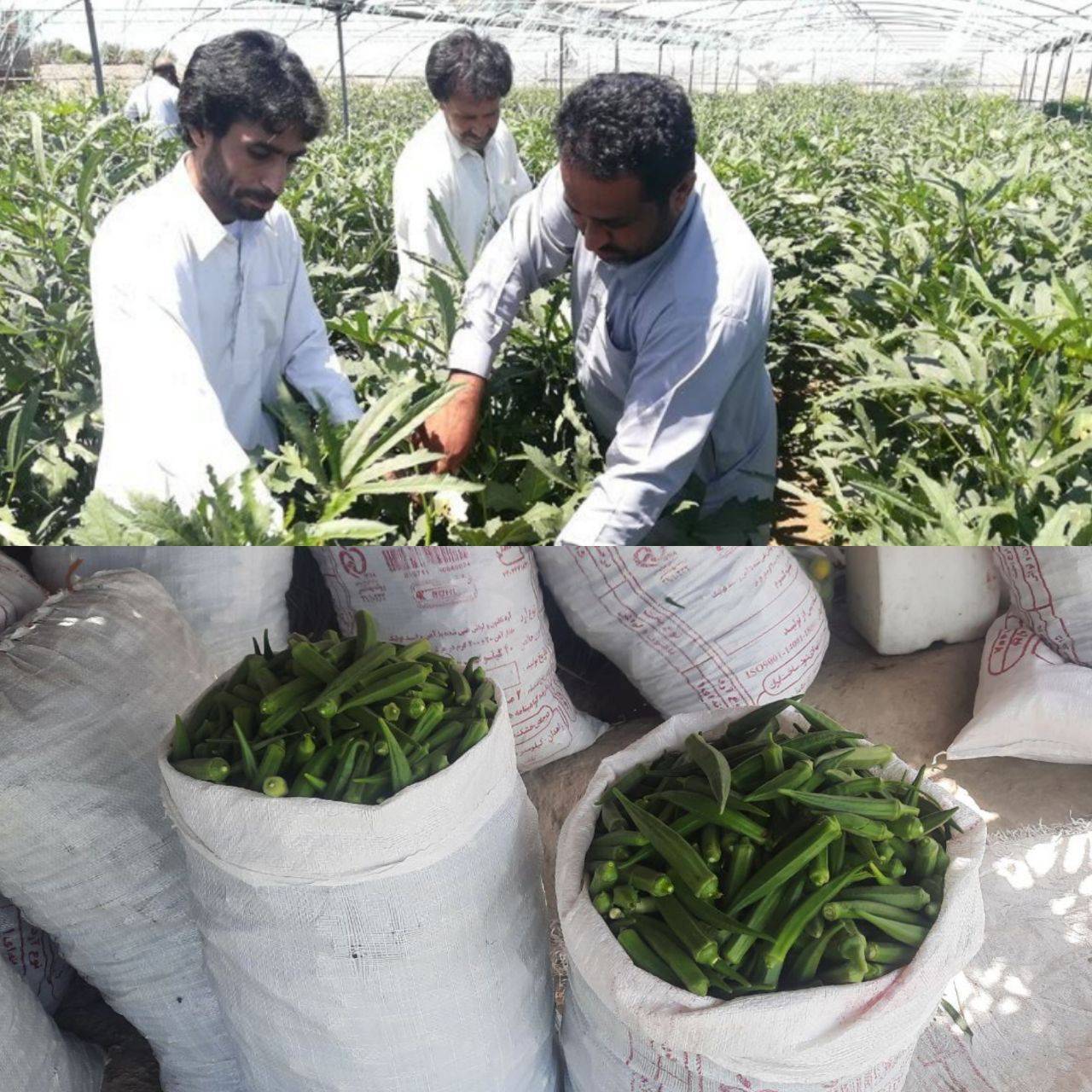 برداشت ۷۰۰ تن بامیه از اراضی شهرستان ایرانشهر