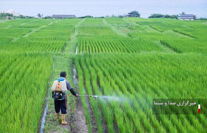 مبارزه شیمیایی با علف‌های هرز ۳۴۸ هزار هکتار از مزارع لرستان