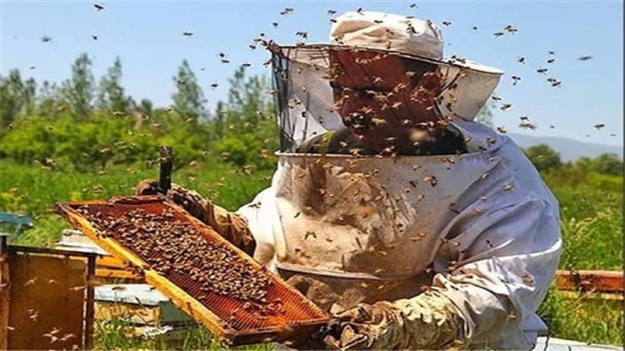 هشدار به زنبورداران خراسان جنوبی  برای سم پاشی باغ های کشاورزی