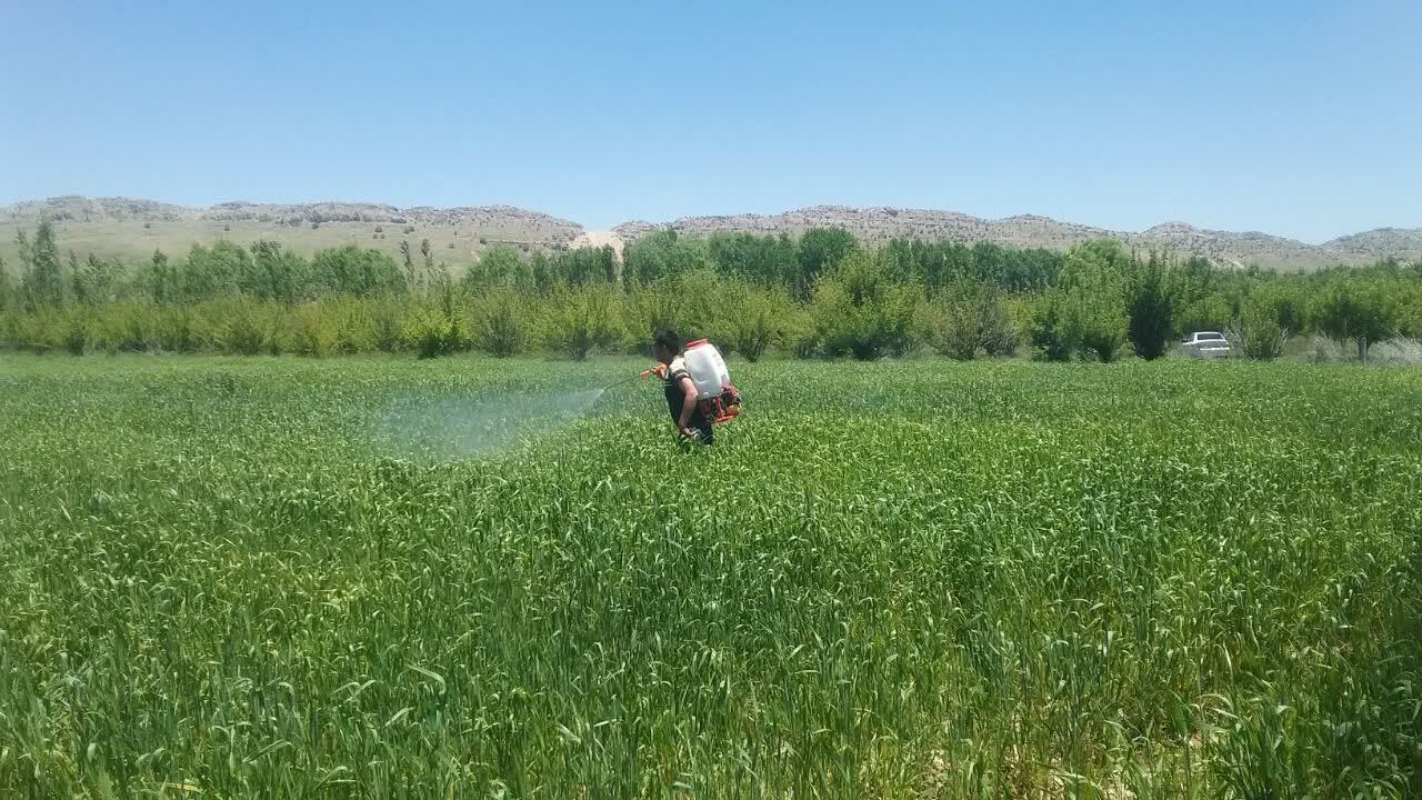 لزوم مبارزه شیمیایی با بیماری زنگ زرد