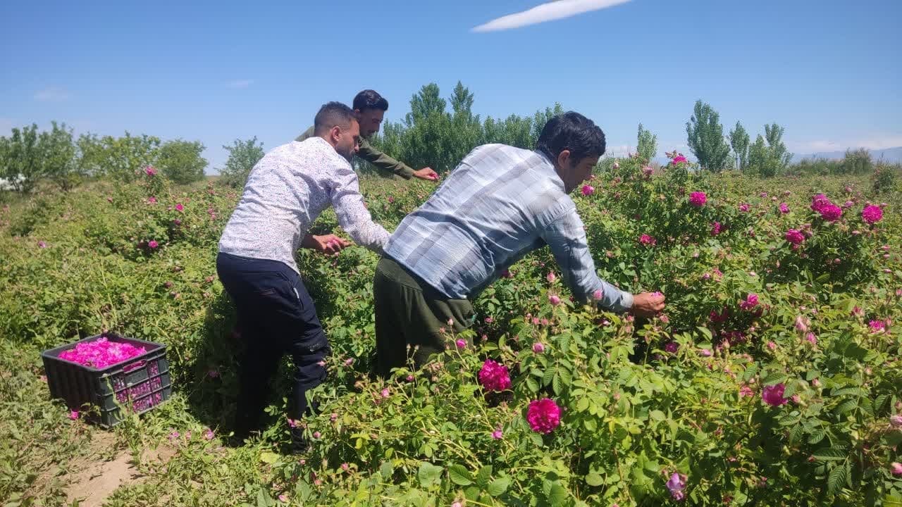 کارآفرینی کشاورزپلدشتی  با عطر گل محمدی